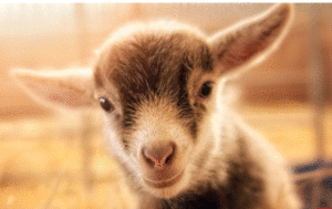 Baby goat outside